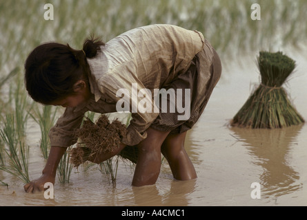 Cambodge : une fille travaillant dans la rizière le repiquage du riz, la province de Prey Veng. Banque D'Images