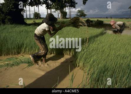 Cambodge : une fille travaillant dans la rizière le repiquage du riz, la province de Prey Veng. Banque D'Images