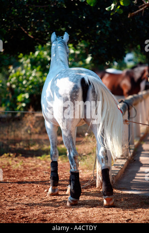 Cheval blanc près de stable Banque D'Images