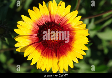 Fleur de Gerbera Banque D'Images