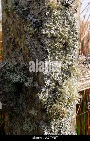 Drumskinney Co Fermanagh stone circle Lichen sur wooden post Banque D'Images