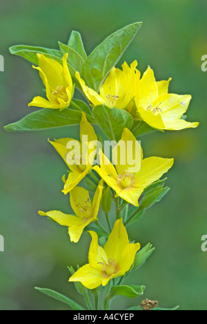 Jardin Salicaire (Lysimachia vulgaris) fleurs Banque D'Images