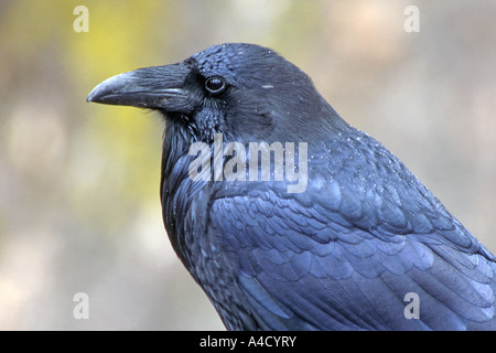 Grand Corbeau (Corvus corax), portrait Banque D'Images