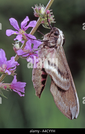 Sphynx (Sphinx ligustri troène) sur fleur Banque D'Images