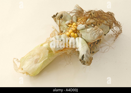 La maladie du charbon du maïs, le maïs (Zea mays) causée par l'usine champignon Ustilago maydis, studio photo Banque D'Images