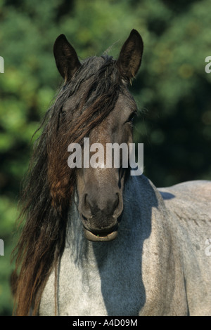 Noriker Cheval (Equus caballus), portrait Banque D'Images