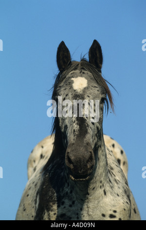 Noriker Cheval (Equus caballus), portrait Banque D'Images