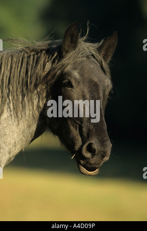 Noriker Cheval (Equus caballus), portrait Banque D'Images