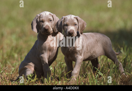 Braque (Canis lupus familiaris), deux chiots jouant sur un pré Banque D'Images