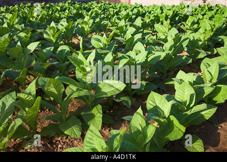La croissance des plants de tabac dans un champ à la ferme de tabac, Vallée de Vinales, province de Pinar del Rio, Cuba Banque D'Images
