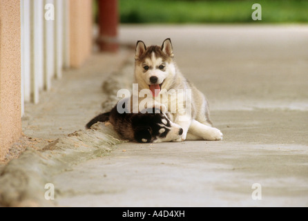 Deux chiots Husky - lecture Banque D'Images