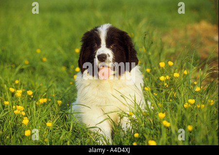 Chien - chiot Landseer allongé sur meadow Banque D'Images