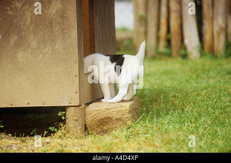 Foxterrier - chiot à la recherche en montagne - Banque D'Images