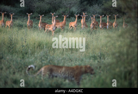 Troupeau d'alerte d'impala, eyeball un léopard, Panthera pardus, au crépuscule, Moremi, Okavango Delta, Botswana Banque D'Images