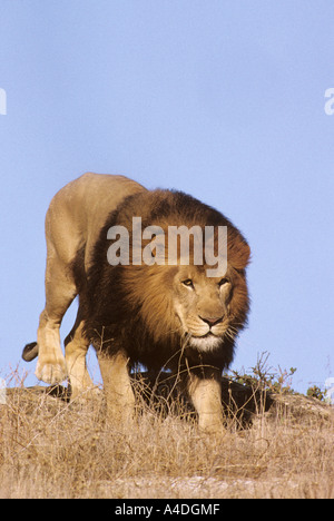 L'Afrique de l'homme lion, Panthera leo, montrant une grande crinière. Banque D'Images