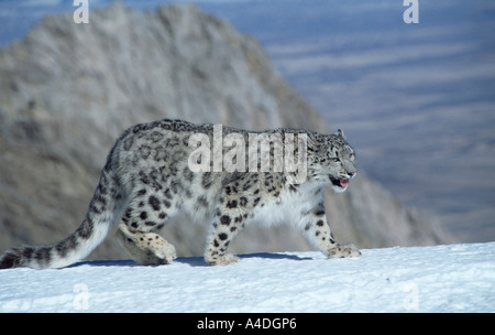Léopard des neiges, Panthera uncia, promenades sur la neige-couvertes ridge, Montana. Proviennent d'C.Asie montagnes - NW de la Chine au Tibet. Banque D'Images