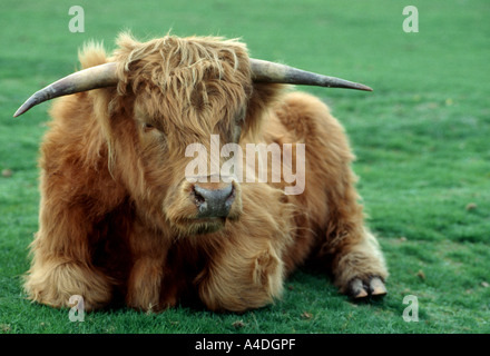 Highland bull sitting in field Banque D'Images