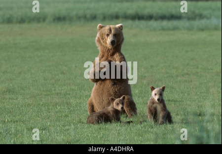 Mère ours brun, Ursus arctos, avec oursons Banque D'Images