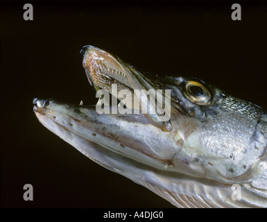 Le brochet, Esox lucius, montrant de grandes dents dans la mâchoire inférieure et l'arrière des dents pointant dans la mâchoire supérieure pour arrêter la proie s'échapper. Banque D'Images