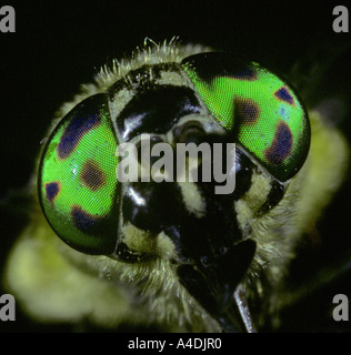 Yeux composés irisé de deer fly ou horsefly, Chrysops, composé de multiples facettes ou ommatidies. Banque D'Images