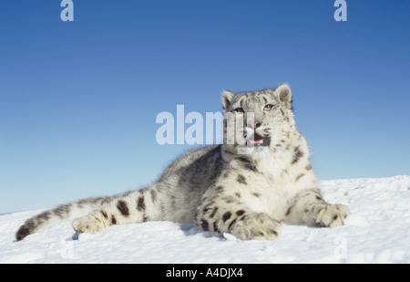 Snow Leopard Panthera uncia couché sur la neige Banque D'Images