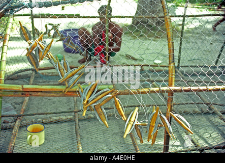 Les pêcheurs de faire un piège à poisson filet métallique à Ko Lipe dans le sud de la Thaïlande. EA33 Banque D'Images