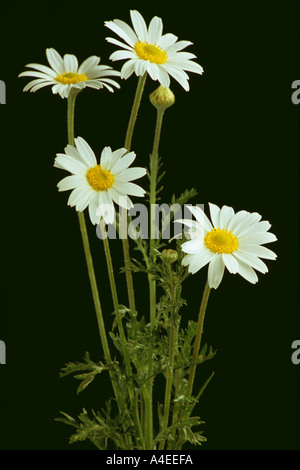 Fleurs Plantes médicinales d'Matricary Matricaria recutita Banque D'Images