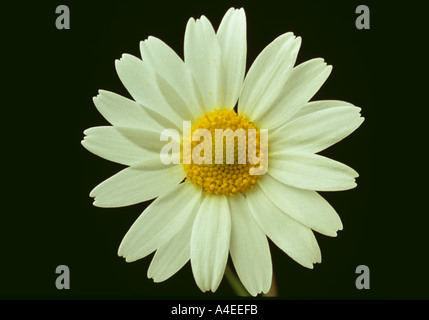 Fleurs Plantes médicinales d'Matricary Matricaria recutita Banque D'Images