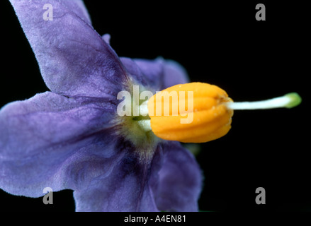 La pomme de terre chilienne de fleur, paperflower Glasnevin. Banque D'Images