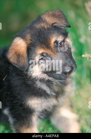 Portrait d'un chiot berger allemand chien dans l'herbe Banque D'Images