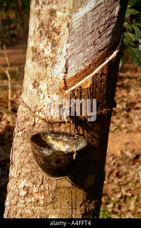 La récolte du latex de l'arbre à caoutchouc, Kerala, Inde Banque D'Images
