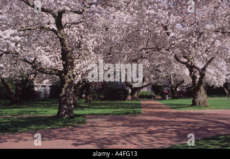 Fleurs de cerises rose sur un motif de l'université de l'état de Washington à Seattle États-Unis Banque D'Images
