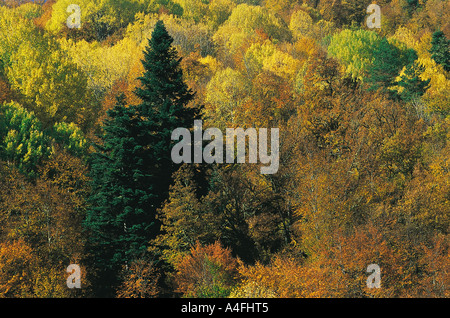 Couleurs d'automne en forêt de 73 montagnes de l'ouest de la mer Noire de la Turquie. Banque D'Images