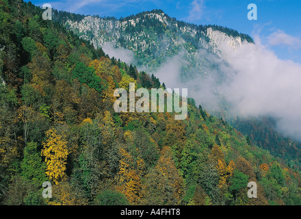 Couleurs d'automne dans les forêts de 73 montagnes de l'ouest de la mer Noire de la Turquie. Banque D'Images