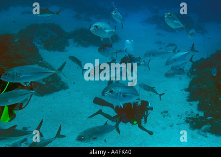 Chez les plongeurs de l'école les carangues obèse jack Caranx sexfasciatus Namu Marshall, Îles du Pacifique n'atoll Banque D'Images