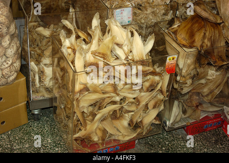 Les ailerons de requin séchés en vente en magasin de la médecine traditionnelle chinoise Taipei Taiwan République de Chine Banque D'Images