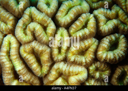 Lobophyllia hemprichii rouge corail cerveau Namu Marshall, Îles du Pacifique n'atoll Banque D'Images