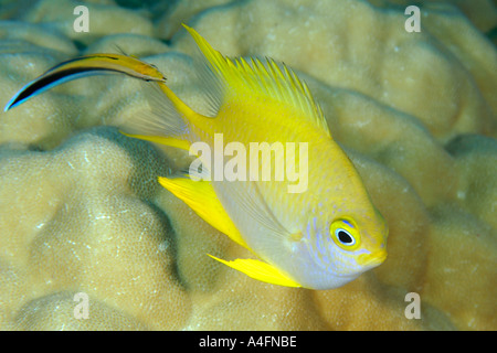 Jeune fille Amblyglyphidodon aureus doré nettoyées par bluestreak cleaner wrasse Labroides dimidiatus Namu Marshall atoll J Banque D'Images