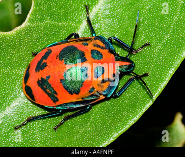 Arlequin orange beetle Banque D'Images