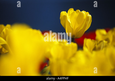 Tulipes jaunes en pleine floraison Banque D'Images