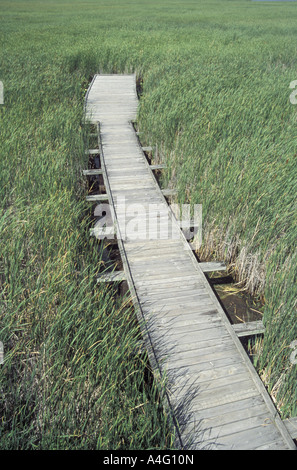 Promenade à Marsh dans le Parc National de la Pointe-Pelée, Ontario Canada Banque D'Images