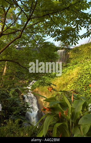 L'intérieur de la chute d'un biome tropical à l'Eden Project à Cornwall, Angleterre Banque D'Images