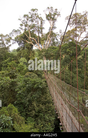 Malaisie Bornéo Sabah Danum Valley Rainforest Canopy et treetop walkway Banque D'Images