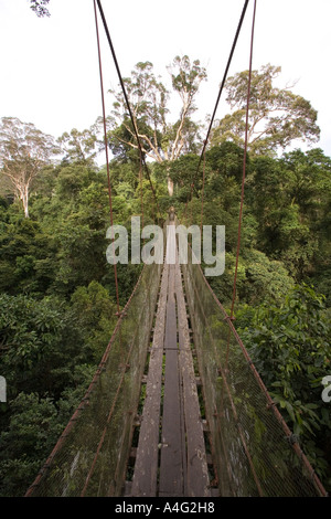 Malaisie Bornéo Sabah Danum Valley Rainforest Canopy et treetop walkway Banque D'Images