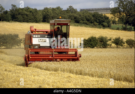 Ancien modèle à la moissonneuse-batteuse au travail dans le champ de blé de 1984. Banque D'Images