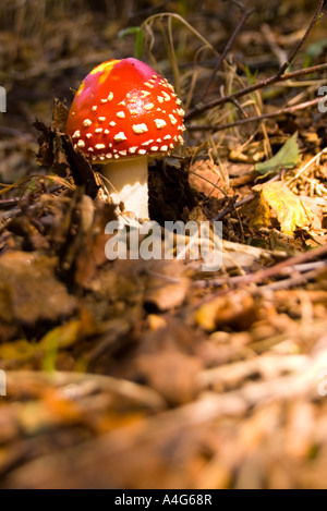 Rouges champignon dans un bois Anglais Banque D'Images