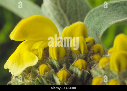 Phlomis fruticosa AGM (Jérusalem sage.) Close up du verticille de fleurs jaunes et les bourgeons. Banque D'Images