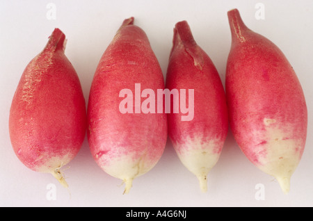 Raphanus sativus 'Pontville" (radis) lavés et coupés des radis. Banque D'Images