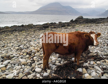 Une vache sur la plage à Elgol, île de Skye, l'ouest des Highlands, Ecosse Banque D'Images