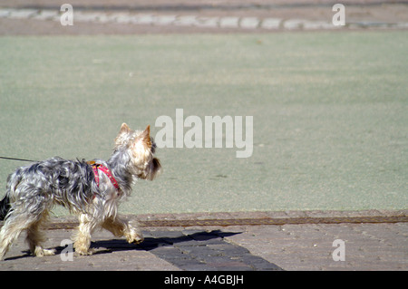 Yorkshire Terrier sur le plomb dans la rue de Banska Bystrica Banque D'Images